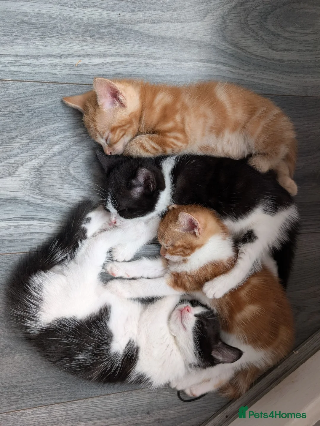 Mixed Breed cats for sale: Maine coon mix - Advert 2