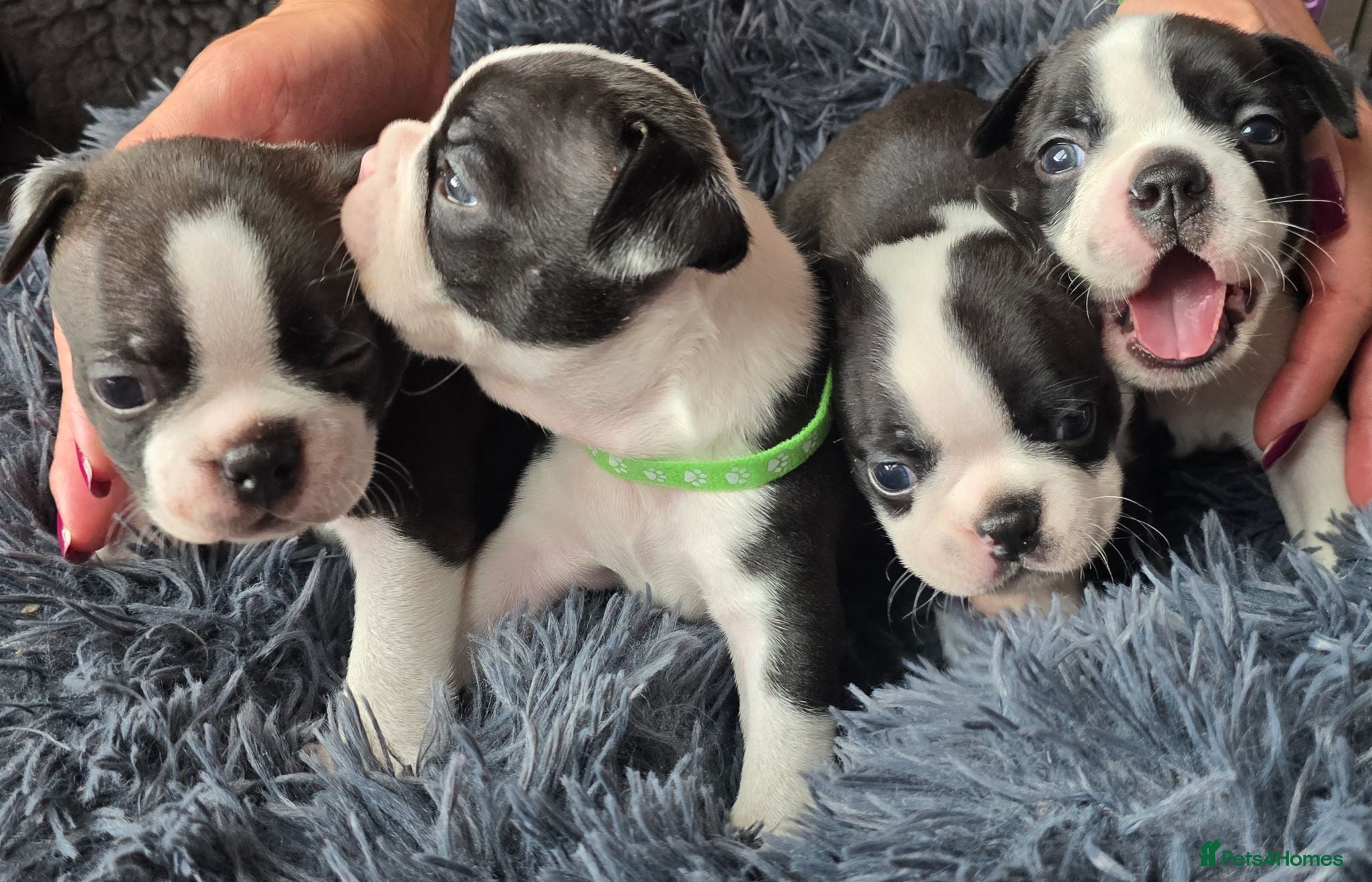 Boston Terrier dogs ⭐️KC registered beautfiul Boston terrier puppies - Advert 1