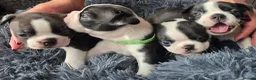 Boston Terrier dogs for sale: ⭐️KC registered beautiful Boston terrier puppies - Advert 1