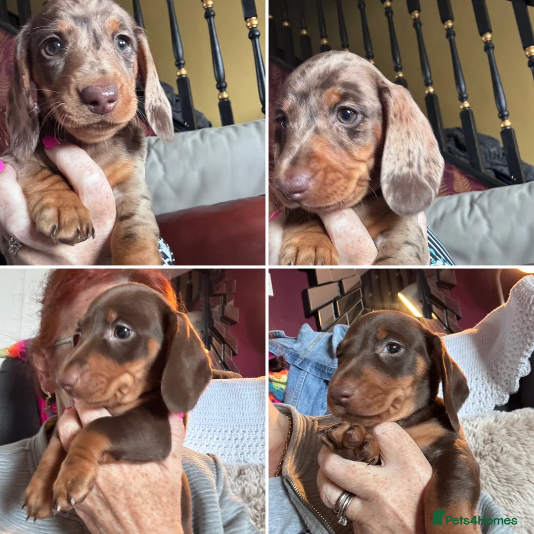 Miniature Dachshund dogs for sale: 2 super cute  dachshund babies   in Mirfield - Advert 2