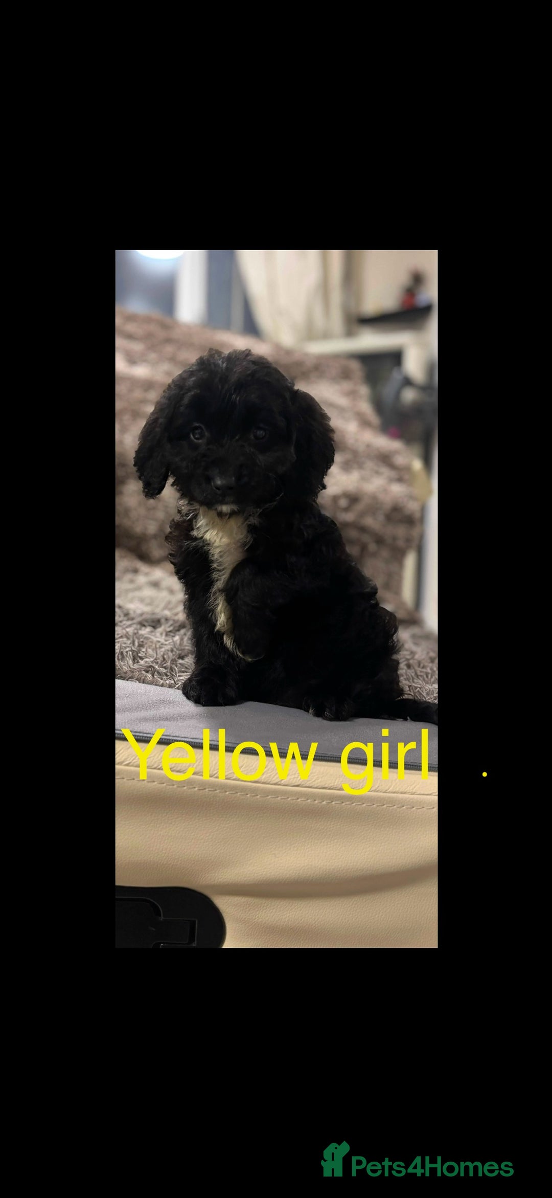 Sproodle dogs for sale: Sproodle puppies - Advert 6