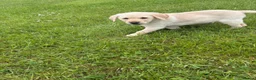 Labrador Retriever dogs for sale: Yellow Labrador male puppies - 1 remaining in Newry - Advert 3