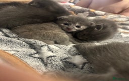 Maine Coon cats for sale: Kittens  - Image 13