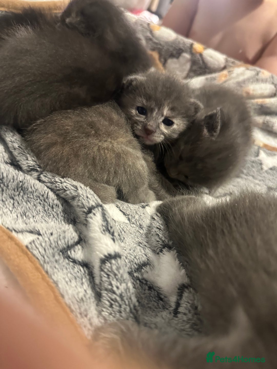 Maine Coon cats for sale: Kittens  - Image 13