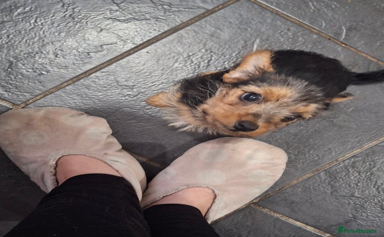 Mixed Breed dogs - Advert 2