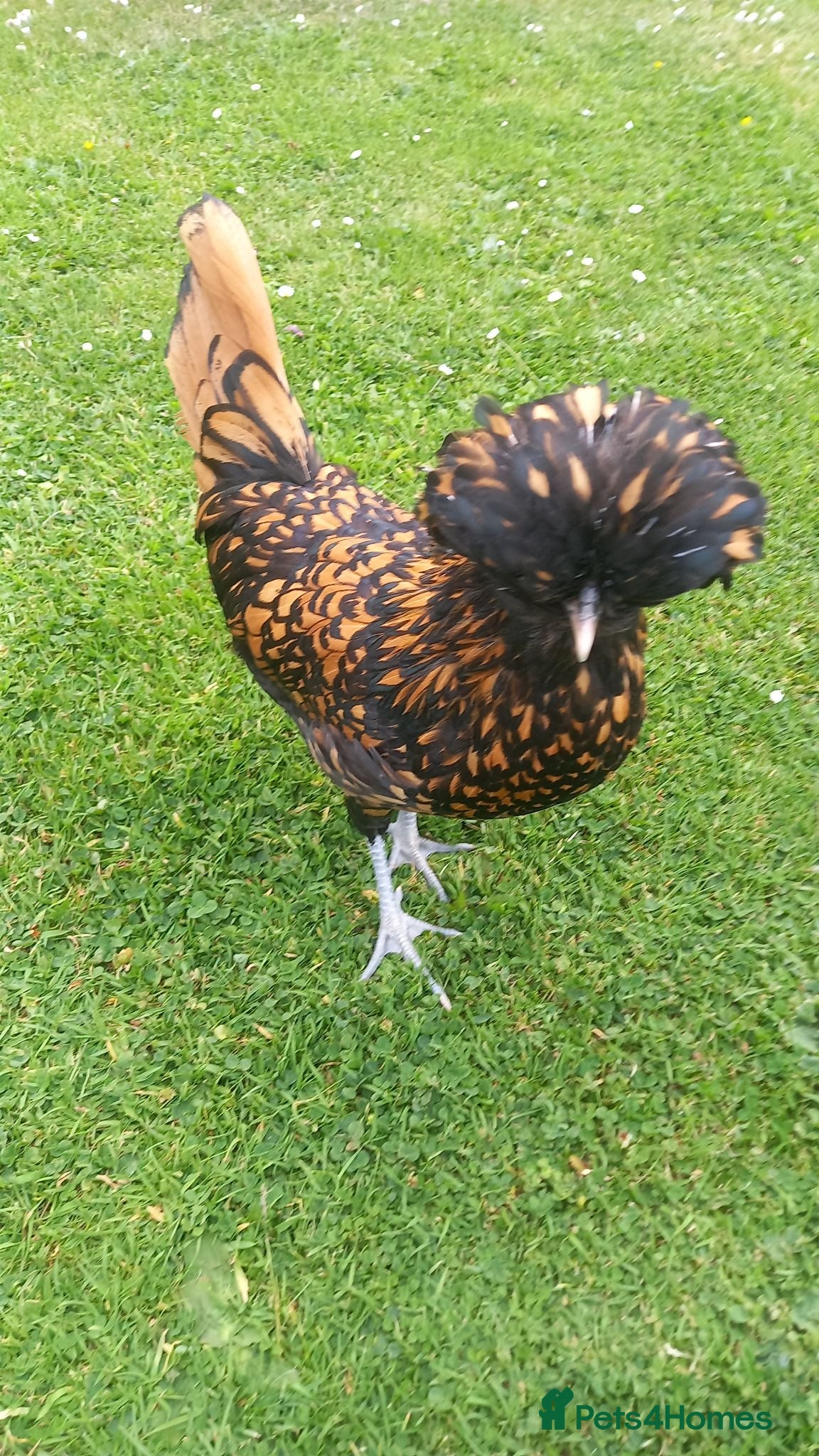 Chickens poultry Beautiful Polish hen chicken with 18kg food - Advert 1