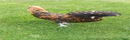 Chickens poultry for sale: Beautiful Polish hen chicken with 18kg food in Holywell - Advert 1