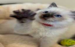 Ragdoll cats for sale: Beautiful Ragdoll Kittens - Advert 3