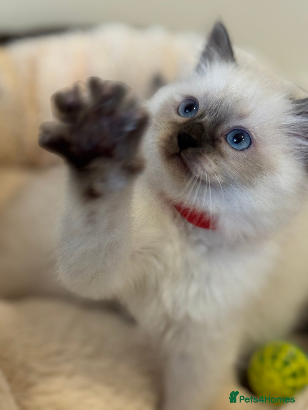 Ragdoll cats for sale: Beautiful Ragdoll Kittens - Advert 3
