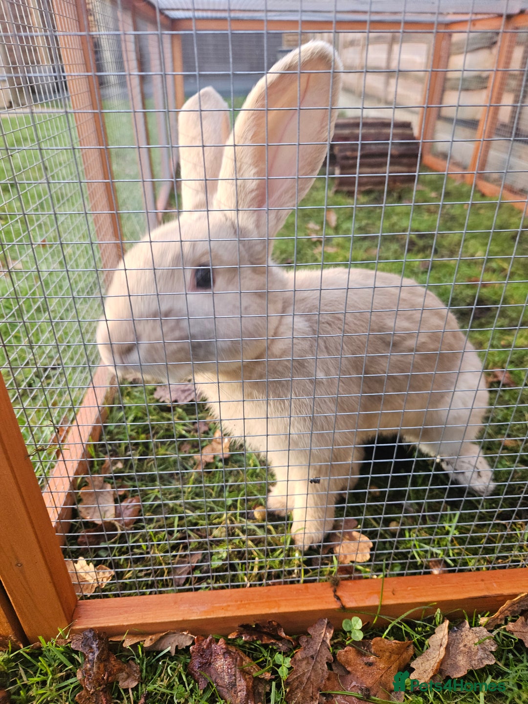 Mixed Breed rabbits for sale: Gorgeous boy need loving forever home - Advert 7