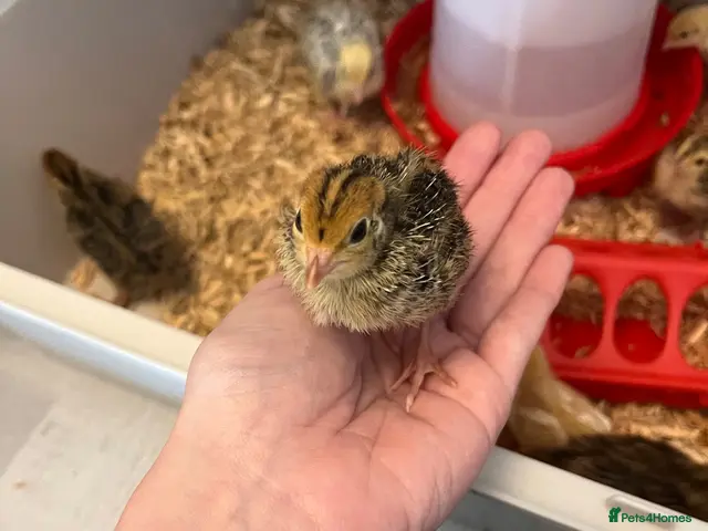 Quail poultry for sale: Japenese quail - Advert 2