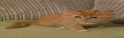 Mixed Breed cats for sale: Fluffy Ginger Boy - Advert 2