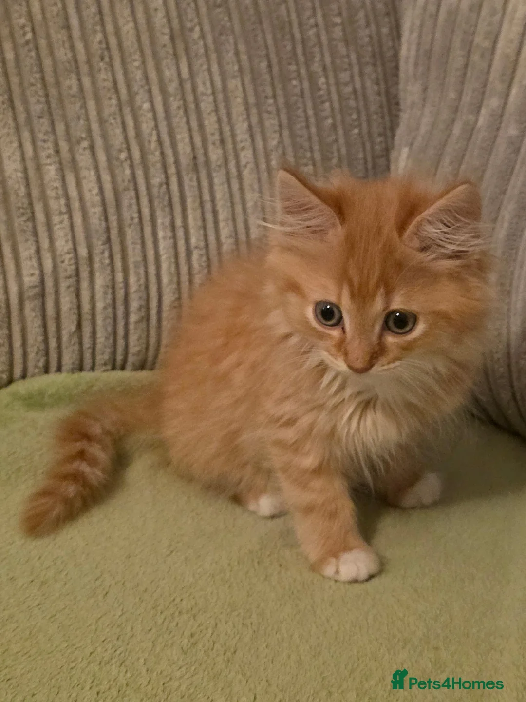 Mixed Breed cats for sale: Fluffy Ginger Boy - Advert 2