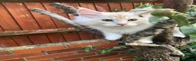 Maine Coon Kitten 2