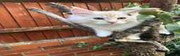 Maine Coon cats for sale: Stunning Maine Coon kittens ready for a new home. - Advert 20