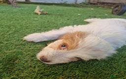 Cocker Spaniel dogs for sale: Stunning litter of cocker spaniels  - Image 14
