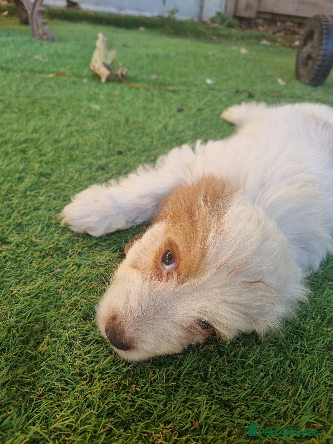 Cocker Spaniel dogs for sale: Stunning litter of cocker spaniels  - Image 14