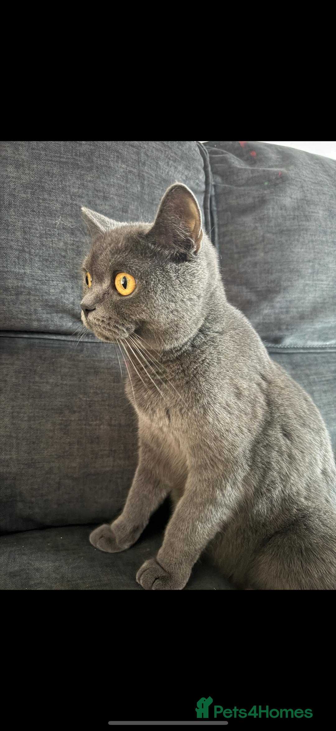 British Shorthair cats for sale: British short hair mixed kittens  - Advert 7