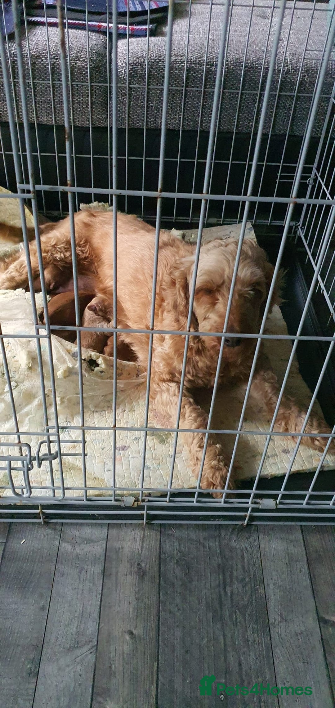Cockapoo dogs for sale: F1B Cockapoos puppies - Image 16