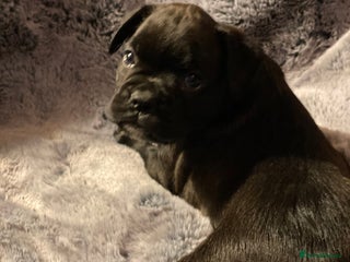 Mixed Breed dogs 🤩 mum kc boxer dad mini boxer 5 pups rare 🤩 - Advert 3