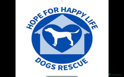 Mixed Breed dogs for adoption: Amazing Merry for adoption  - Image 4