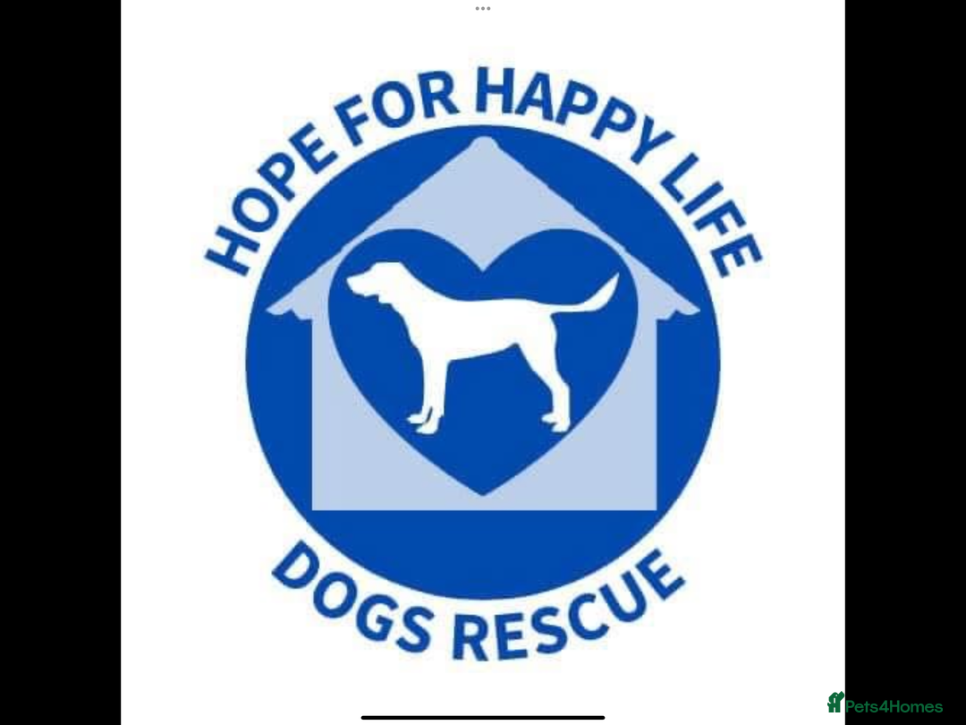 Mixed Breed dogs for adoption: Amazing Merry for adoption  - Image 4