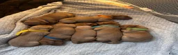 Labrador Retriever dogs for sale: *Videos* 7 KC-Registered Fox Red Labrador Pups🐶 - Advert 23