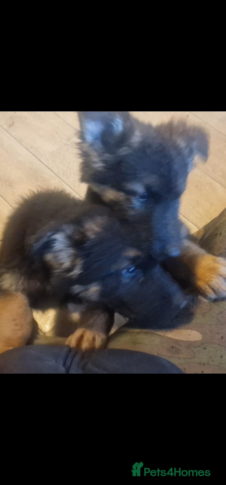 German Shepherd dogs for sale: German Shepherd pups - Advert 2