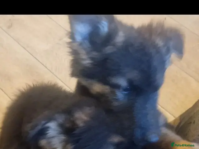 German Shepherd dogs for sale: German Shepherd pups - Advert 2