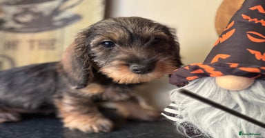 Dachshund dogs - Advert 1