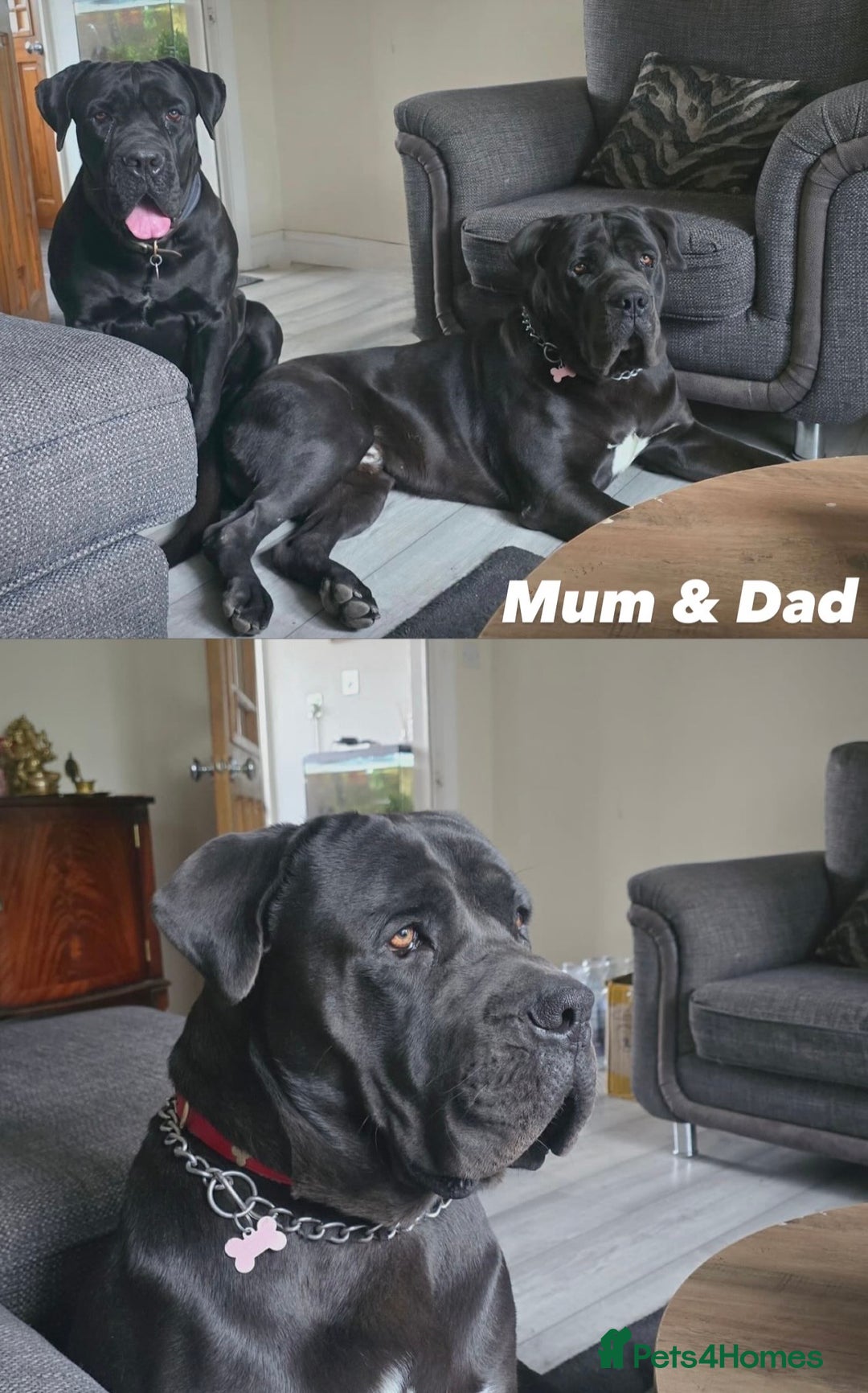 Cane Corso dogs for sale: Imported bloodline Pure Cane Corso puppies - Advert 2