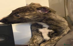 Lurcher dogs for sale: Lurcher puppies - Advert 3