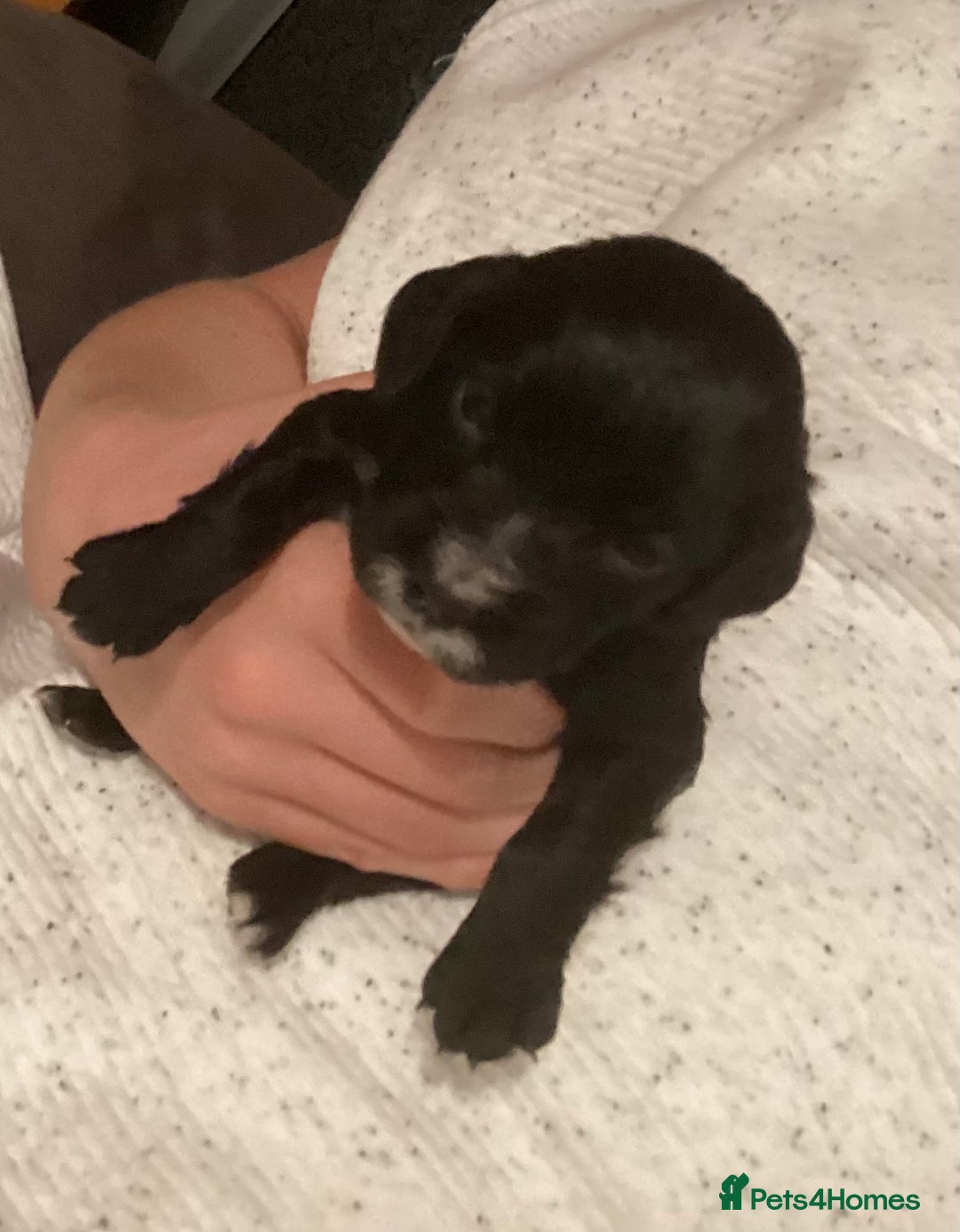 Cocker Spaniel dogs for sale: KC registered working cocker spaniel puppies  - Advert 22