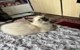 Ragdoll cats for sale: Ragdoll kittens - Image 22