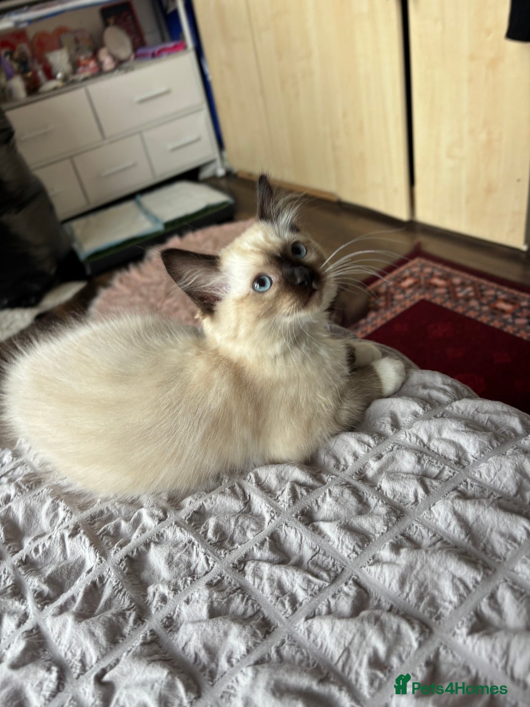Ragdoll cats for sale: Ragdoll kittens - Image 22