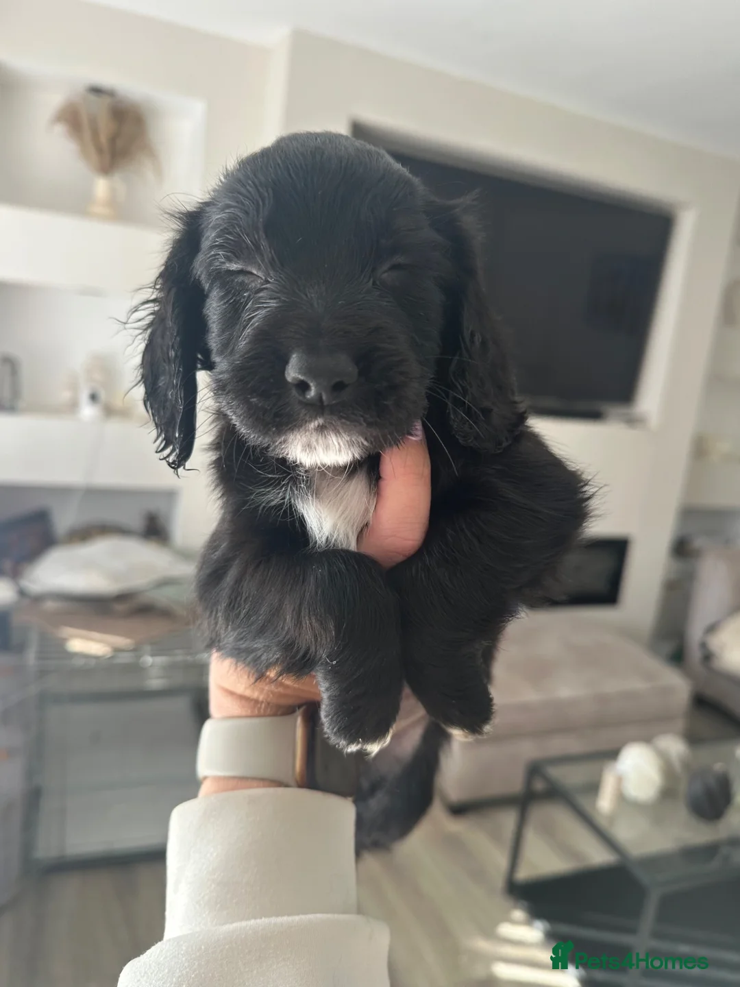 Cocker Spaniel dogs for sale: Cocker spaniel puppy boy reduced price  in Leeds - Advert 1