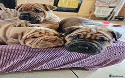 Shar Pei dogs for sale: Shar Pei puppies (READY TO GO NOW) - Image 14