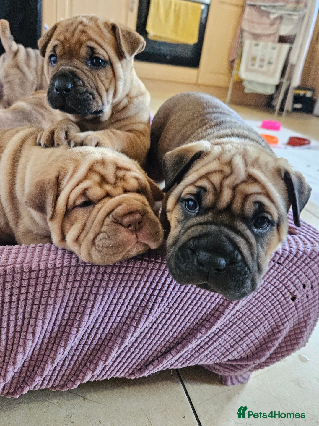 Shar Pei dogs for sale: Shar Pei puppies (READY TO GO NOW) - Image 14