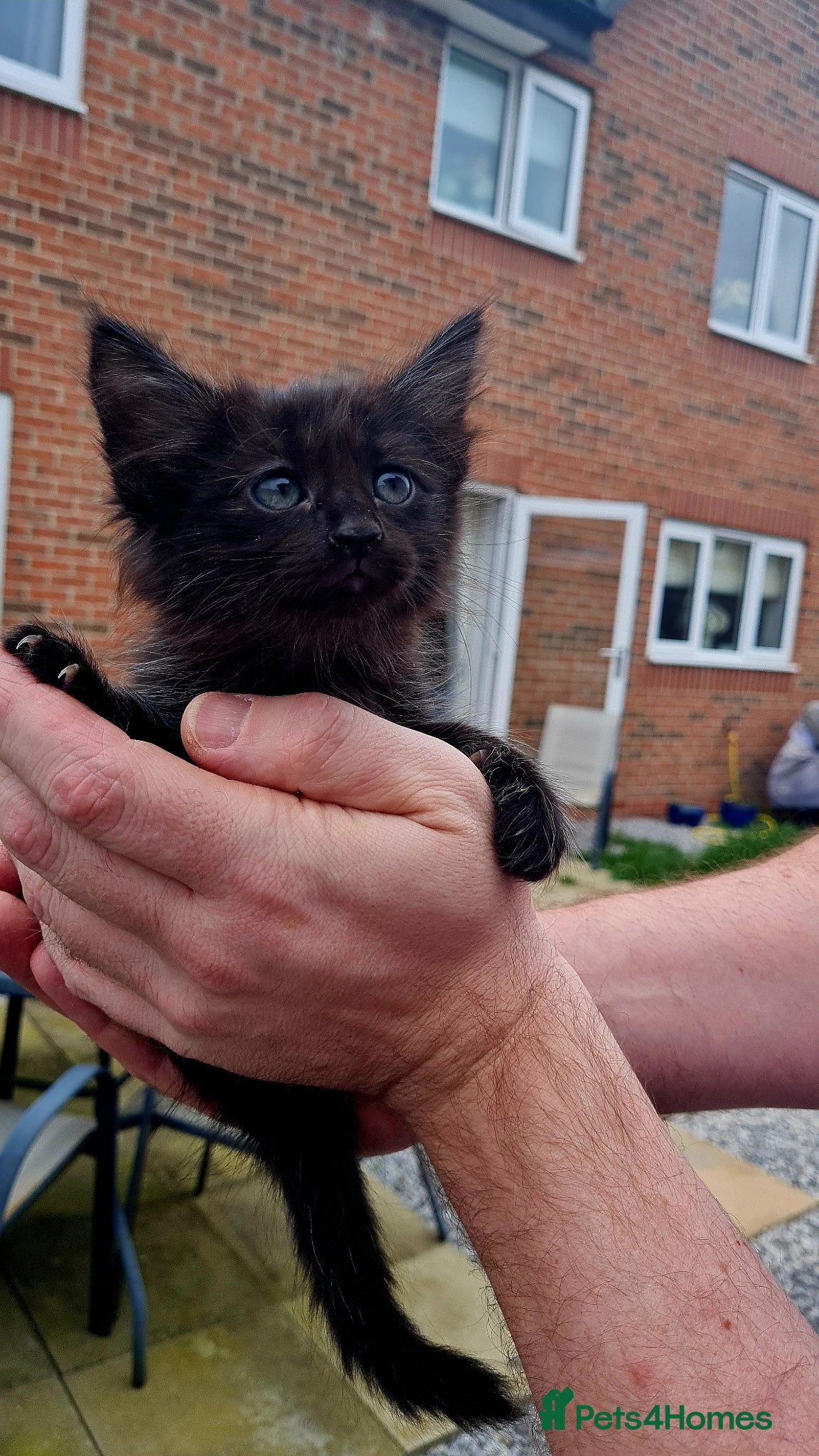 Siamese cats Siamese Cross Kittens READY NOW - Advert 4