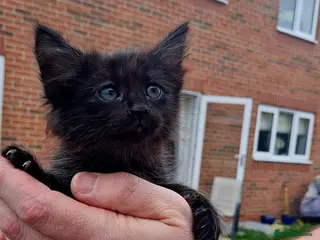 Siamese cats Siamese Cross Kittens READY NOW - Advert 4