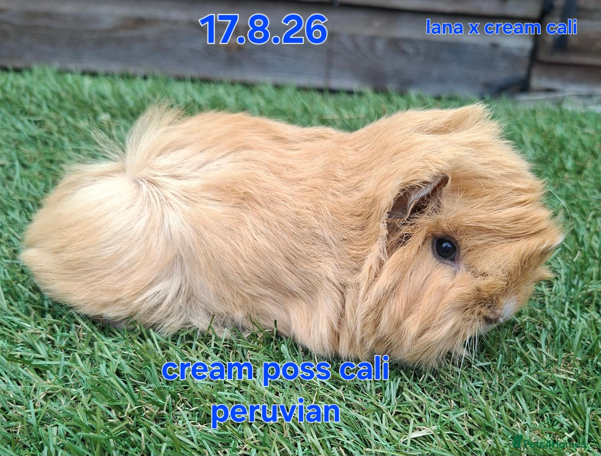 Guinea Pig rodents Fluffy boy guinea pigs teddy, alpaca, peruvian - Advert 22