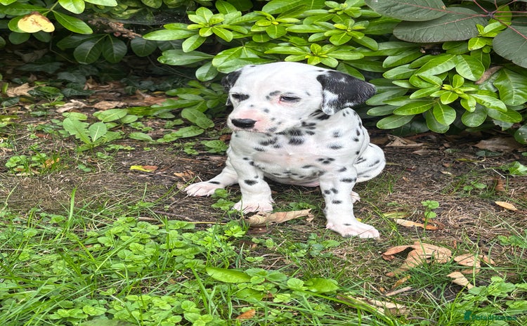 Dalmatian dogs - Advert 1