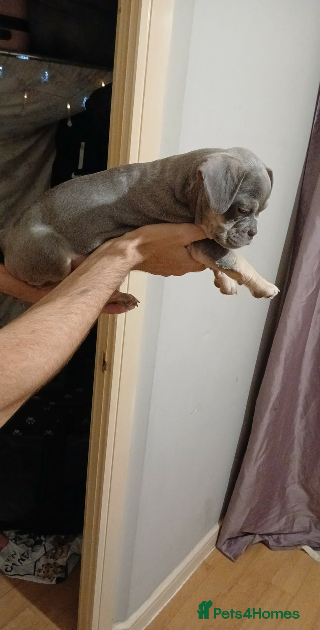 French Bulldog dogs for sale: French bulldog puppies x7  - Advert 12