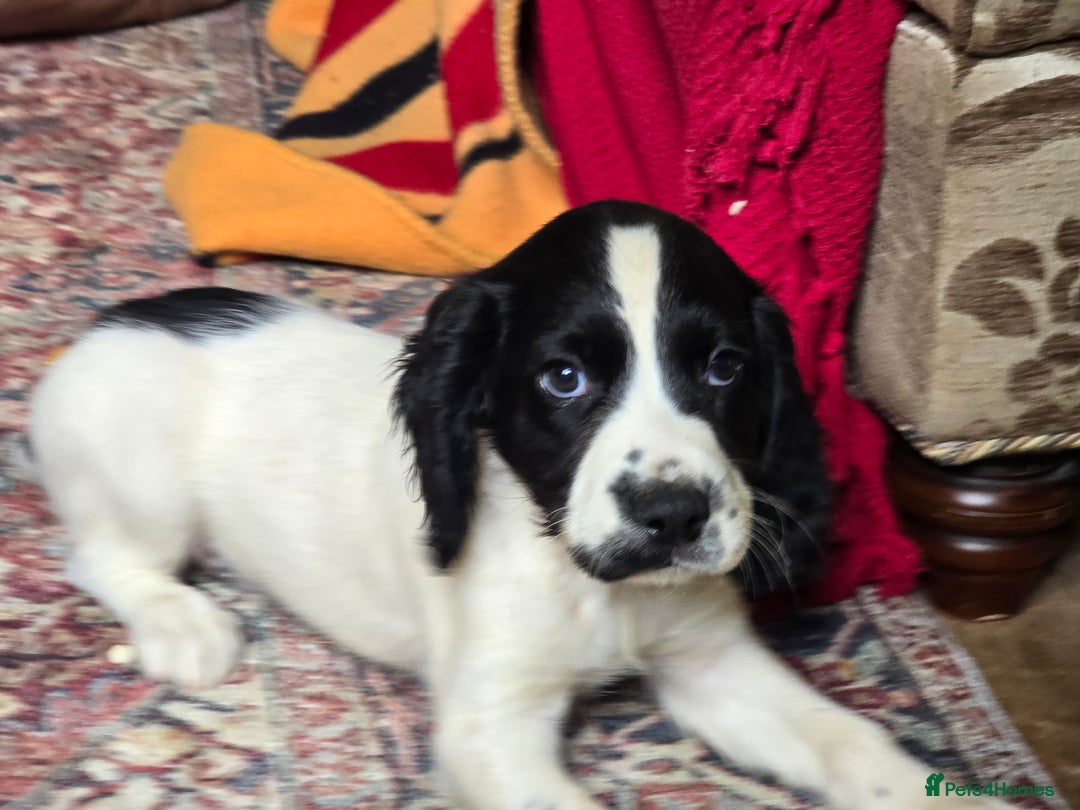 English Springer Spaniel dogs for sale: 2 male english springer pups - Image 18