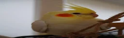 Cockatiels birds for sale: Bonded Cockatiels (Ozzy & Eva) + Complete Setup 🏡 - Advert 1