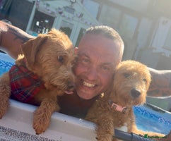 Labradoodle dogs - Advert 1