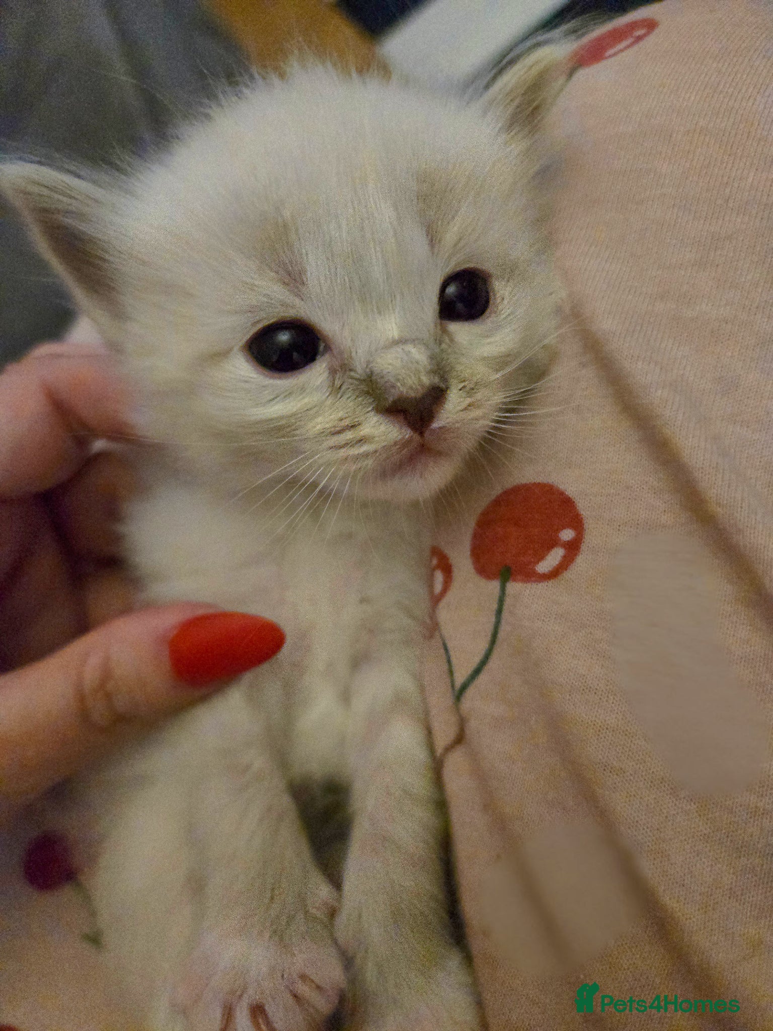 Ragdoll cats for sale: Stunning litter of Purebred Ragdoll kittens - Advert 39