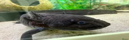 Other/Mixed Breed fish for sale: Pair of 2 male axolotl in Leicester - Advert 2