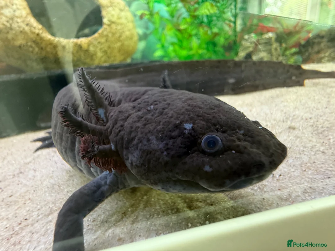 Other/Mixed Breed fish for sale: Pair of 2 male axolotl in Leicester - Advert 2