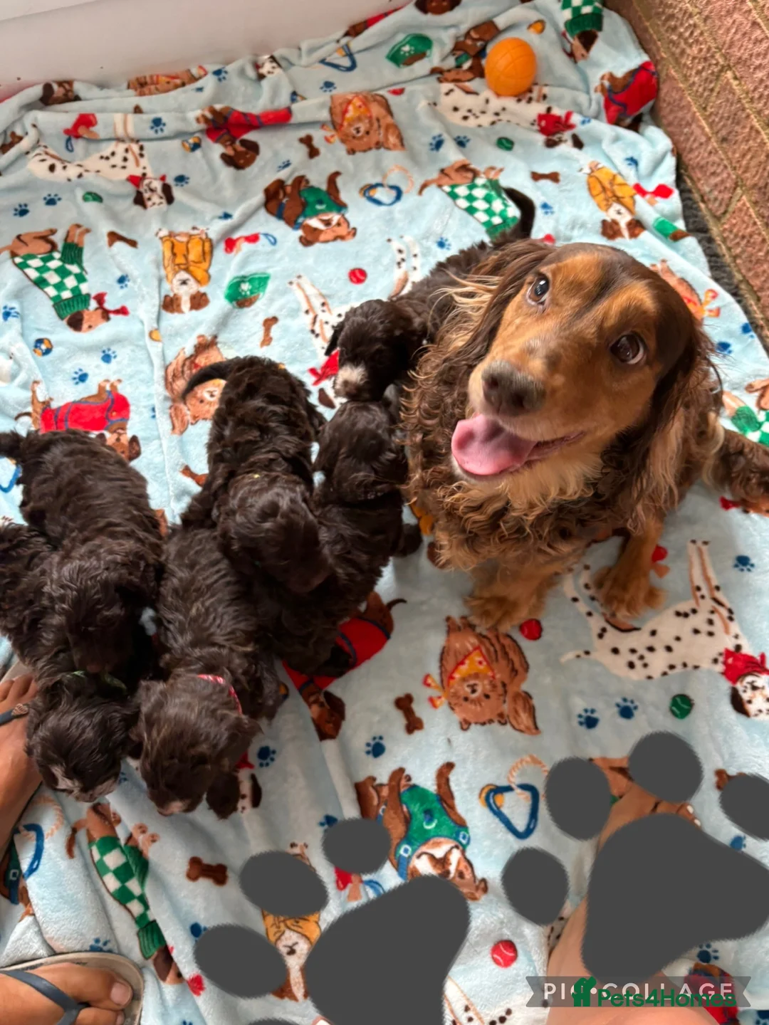 Cockapoo dogs for sale: Exceptional F1 cockapoo puppies  - Advert 19